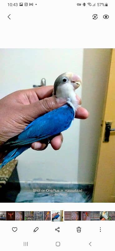 Violet Possible split palefellow pair Available for sale 0