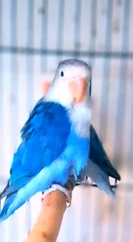Violet Possible split palefellow pair Available for sale 1