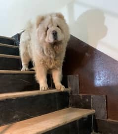 top quality imported chow chow male pup