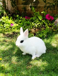 Rabbit, Hotot Rabbits High Quality babies and adults