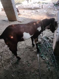 bakrA