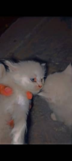 Fluffy White Persian Kittens for Sale – Healthy & Adorable!