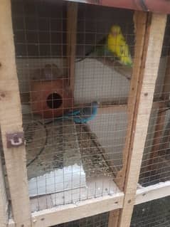Australian budgie parrot toty for sale 03168521448