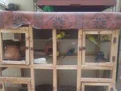 Australian budgie parrot toty for sale 03168521448