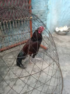 hen for sale