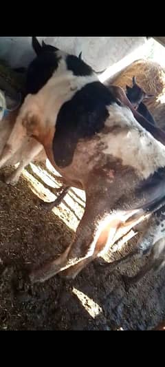 qurbani
