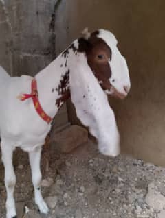 bakri for sale