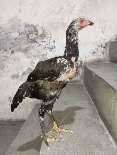 female