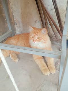 male cat brown