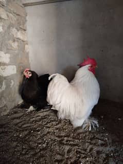 Bantam Pair Available