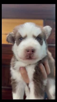 Huskies For sale 30 days puppies