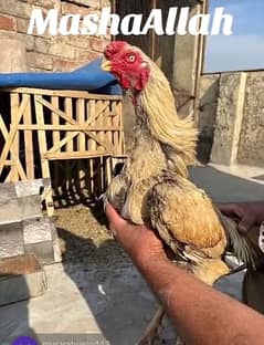 Indian parrot beak top quality whatsapp nub 03248990143