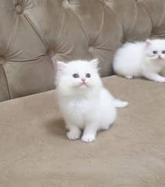 triple court Persian kitten playing and fluffy call 03217301906