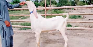 rajanpuri Bakra for sale 03234282997