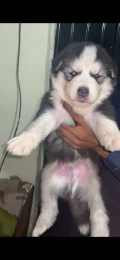 Husky’s