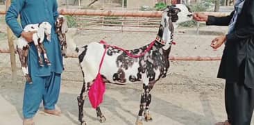 Desi Bakri Our 2 Bacchon Ka Sath Urgent For Sale Call me03255386537