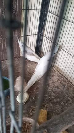 spotted male v pied female. 03364306545