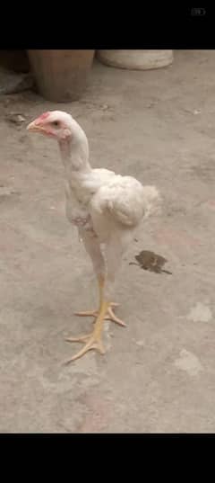 Shamo Cross White Patha