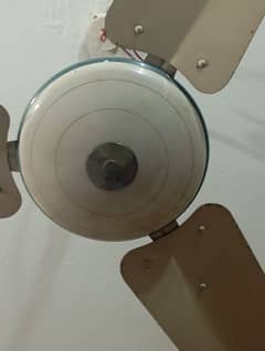 fan