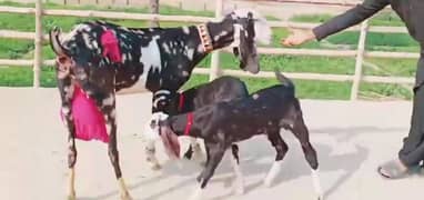 2 Bacchon Ka Sath Desi Bakri For Sale Call,_03221442364