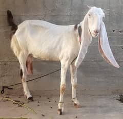 gulabi