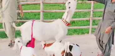 desi bakri 3 bacchon ke sath for sale 03470617342