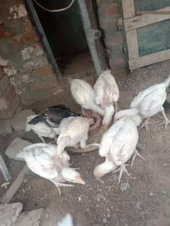 Heera