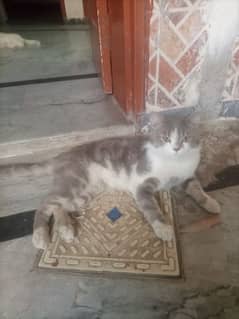 cat