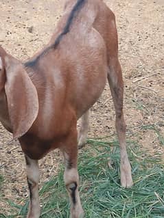 bakra