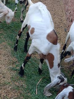 bakra