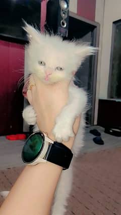 kittens