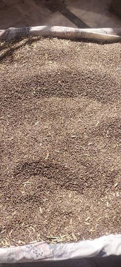 Black wheat for sale (Kali Gandam)