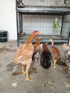 aseel breader pair for sale