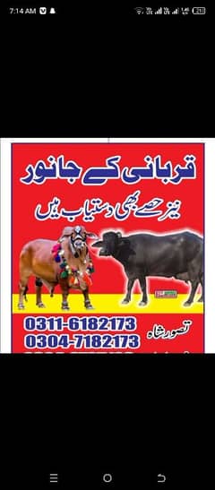 قربانی کے حصے دستیاب ہیں