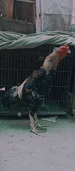 japanese