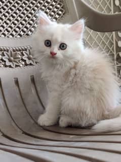 persian kitten