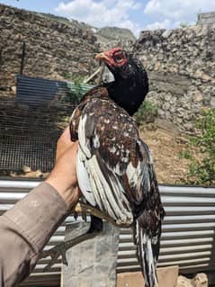 Aseel madi Aseel hens