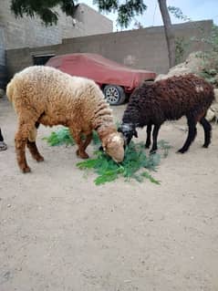 jori dumby 2dant full actor hy. wazan my b barba hy qurbani k ly best