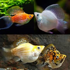 imported fishes UN aqurium