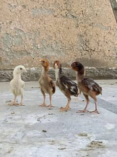 aseel/chicks aseel/hen aseel/choza aseel/murga desi/hen aseel/murgi
