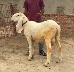 Qurbani