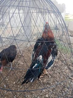 Selling a breeder aseel male