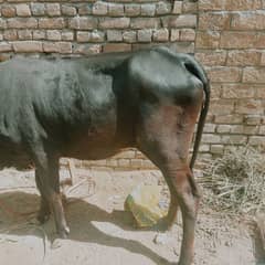 A 26 months cow is for sale