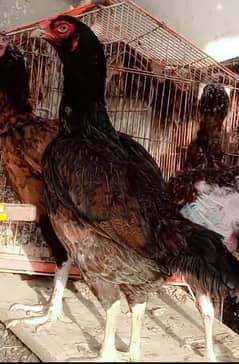 Aseel Mianwali Breed