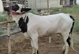 2 dant bachra ,2 dant bachia