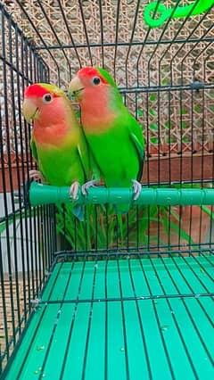 Love birds Rosicolli/ Blue fisheri split ino