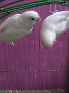albino