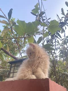 Tripple coat percian kitten