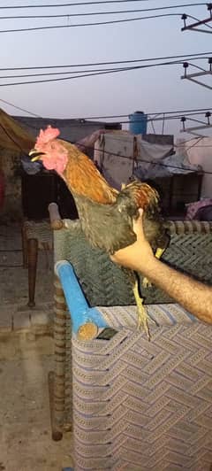 6 murga for sale