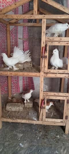Lucky kabootar with baby sharabi kabootar with baby pinjra